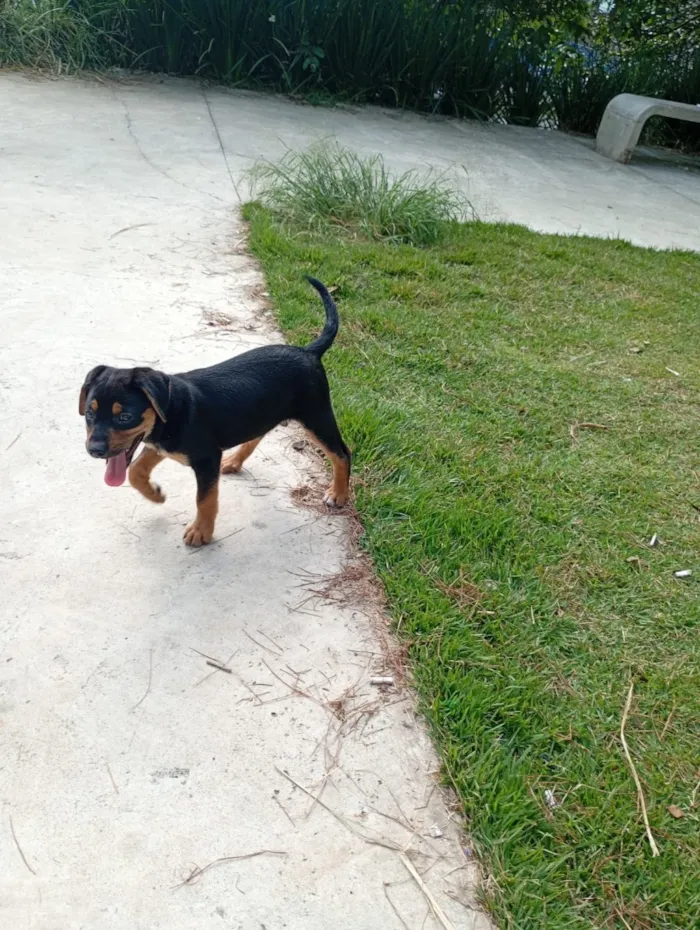 Cachorro raça SRD-ViraLata idade 2 a 6 meses nome Safira