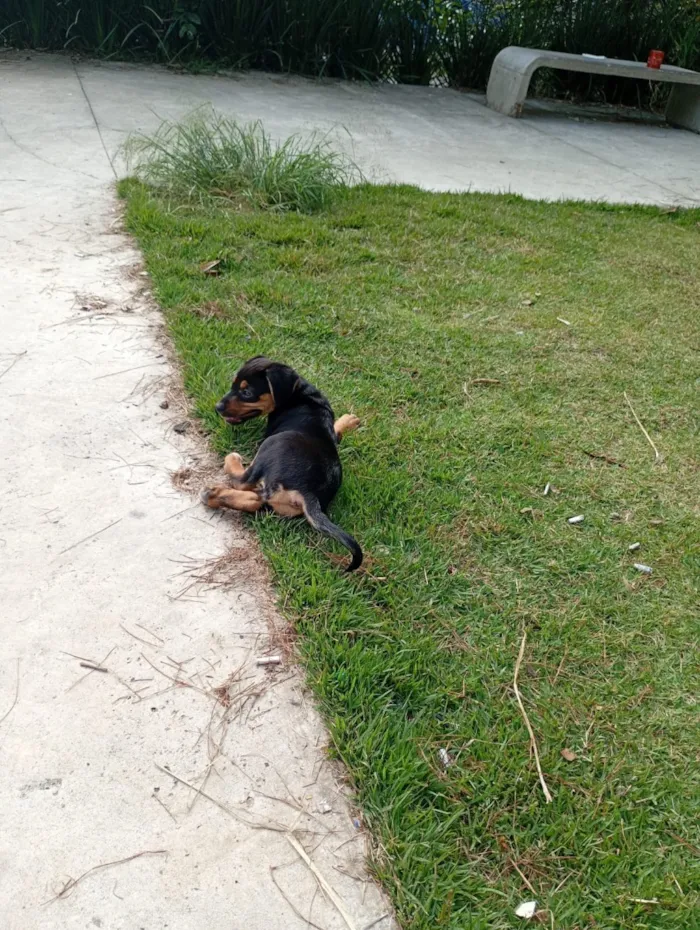 Cachorro raça SRD-ViraLata idade 2 a 6 meses nome Safira