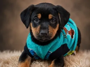 Cachorro raça SRD-ViraLata idade 2 a 6 meses nome Safira