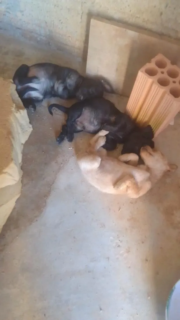 Cachorro raça SRD-ViraLata idade 2 a 6 meses nome não tem nome 