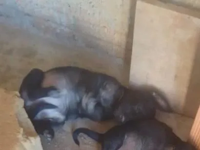 Cachorro raça SRD-ViraLata idade 2 a 6 meses nome não tem nome 