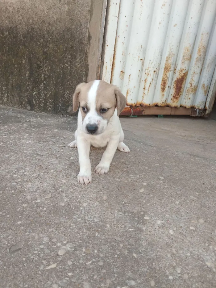 Cachorro raça Dálmata idade Abaixo de 2 meses nome mel