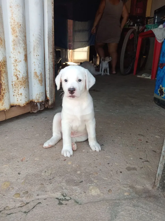 Cachorro raça Dálmata idade Abaixo de 2 meses nome mel
