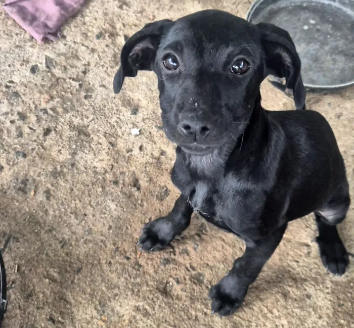 Cachorro raça SRD-ViraLata idade 2 a 6 meses nome não possui 
