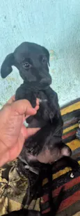 não possui 
