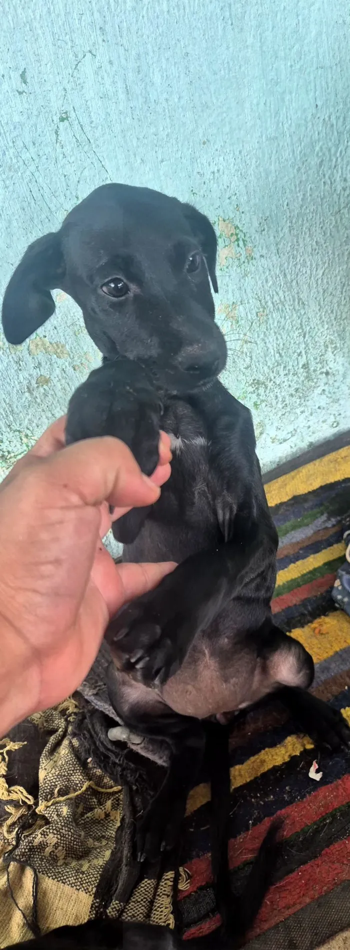 Cachorro raça SRD-ViraLata idade 2 a 6 meses nome não possui 