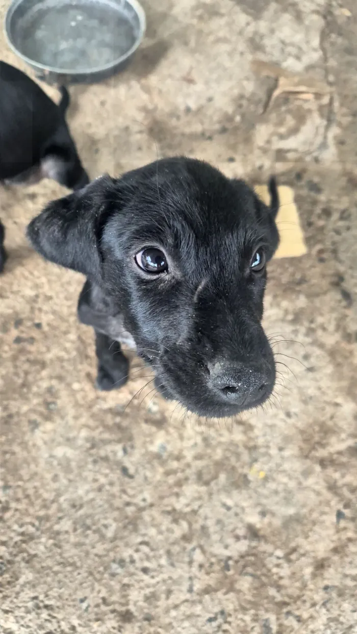 Cachorro raça SRD-ViraLata idade 2 a 6 meses nome não possui 