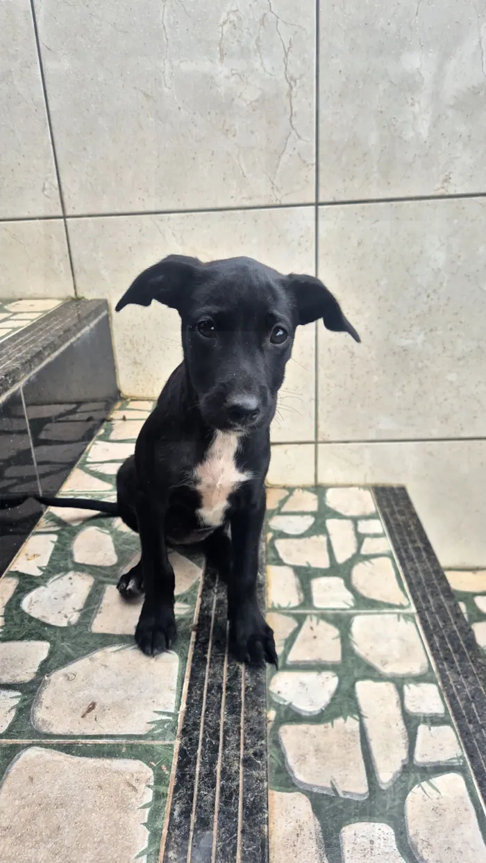 Cachorro raça SRD-ViraLata idade 2 a 6 meses nome não possui 