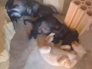 Cachorro raça SRD-ViraLata idade 2 a 6 meses nome não tem nome 