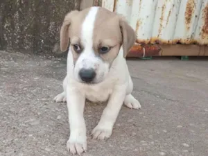 Cachorro raça Dálmata idade Abaixo de 2 meses nome mel