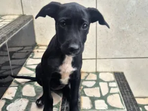 Cachorro raça SRD-ViraLata idade 2 a 6 meses nome não possui 
