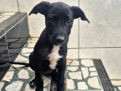 Cachorro raça SRD-ViraLata idade 2 a 6 meses nome não possui 