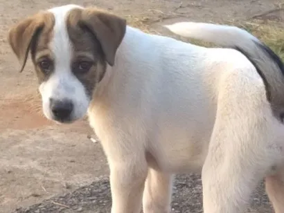 Cachorro raça SRD-ViraLata idade 2 a 6 meses nome Tom