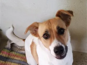 Cachorro raça SRD-ViraLata idade 4 anos nome Luna
