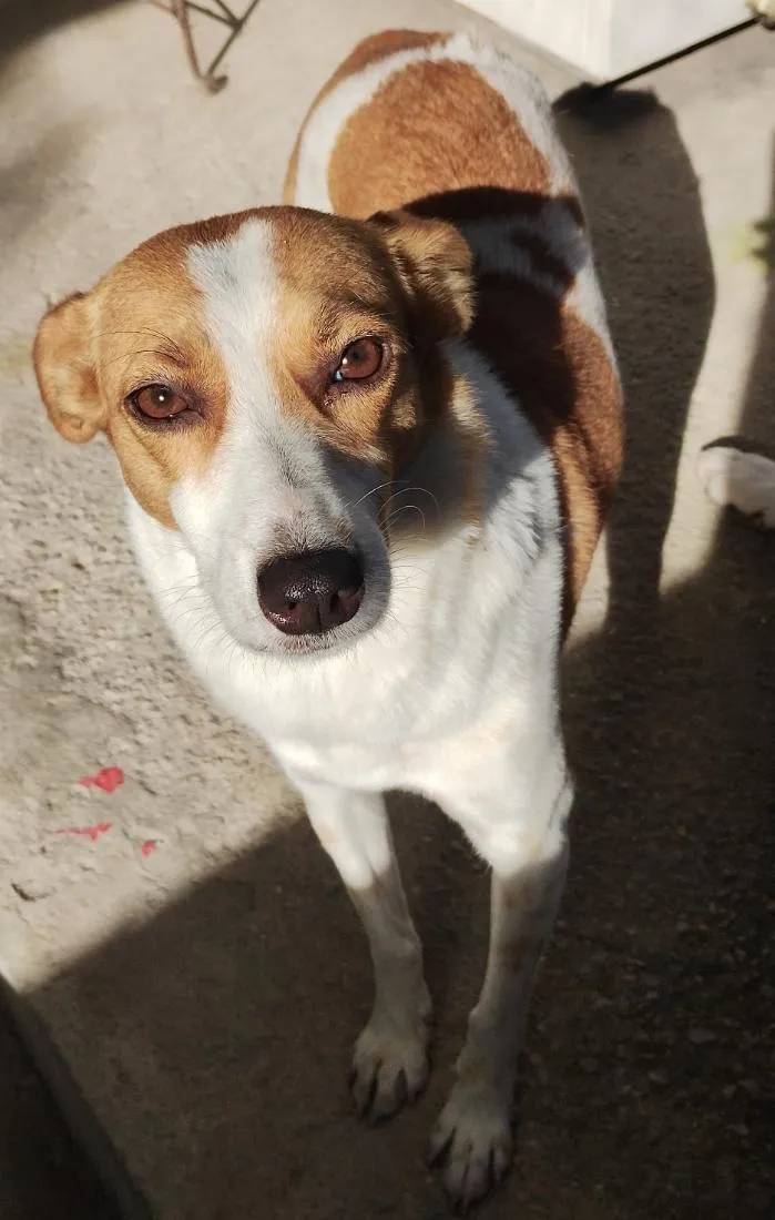 Cachorro raça SRD-ViraLata idade 4 anos nome nina 