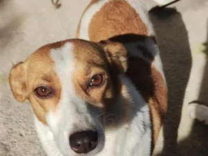 Cachorro raça SRD-ViraLata idade 4 anos nome nina 