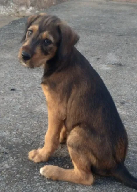 Cachorro raça SRD-ViraLata idade 2 a 6 meses nome Rex