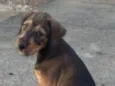 Rex