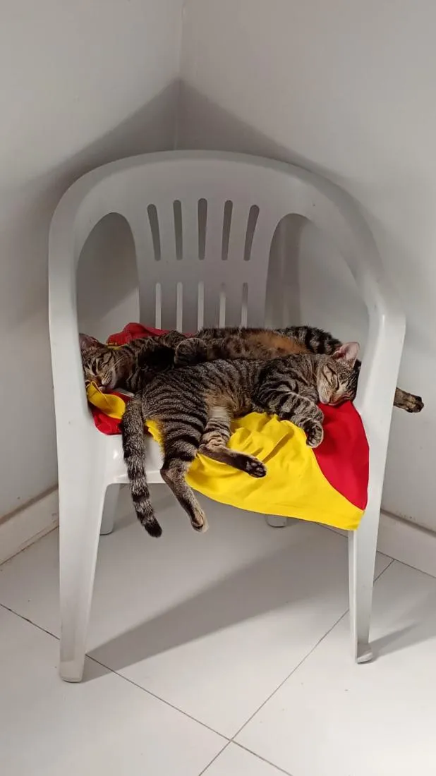 Gato raça SRD-ViraLata idade 7 a 11 meses nome Madah e Maria Júlia