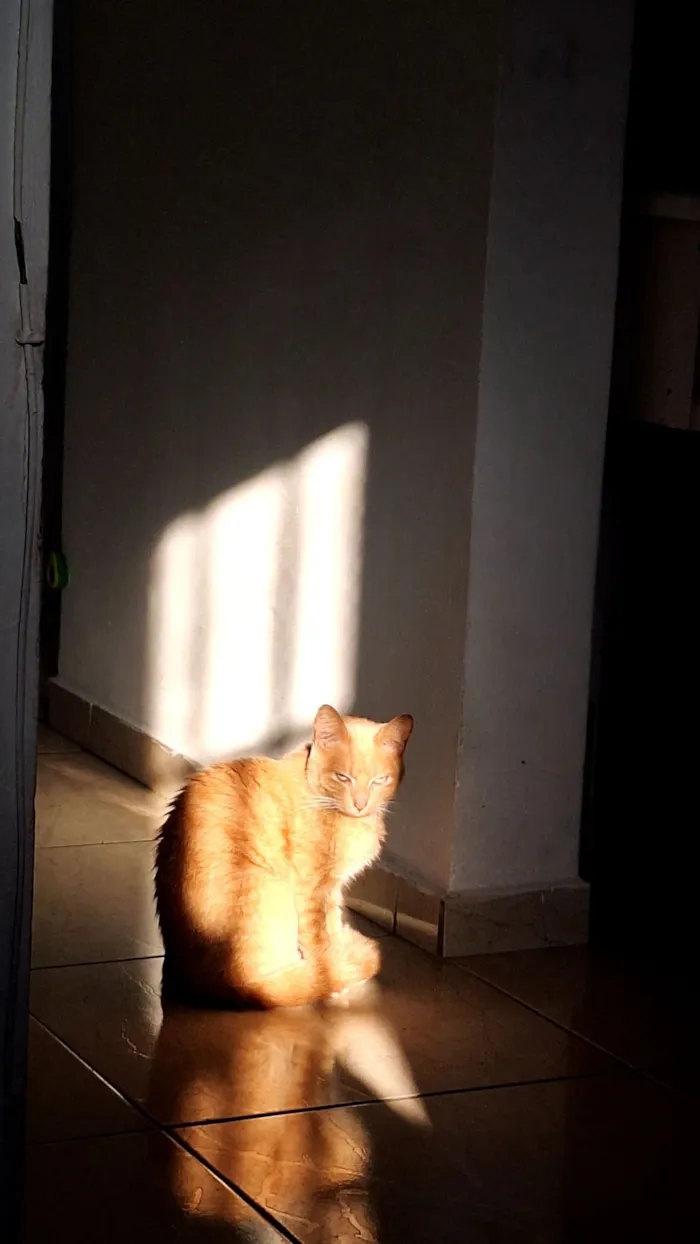 Gato raça SRD-ViraLata idade 5 anos nome Malik