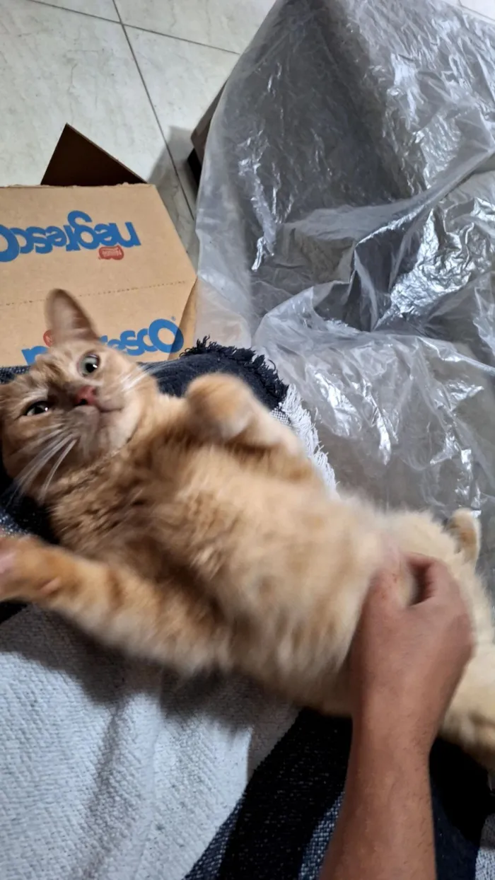 Gato raça SRD-ViraLata idade 5 anos nome Malik