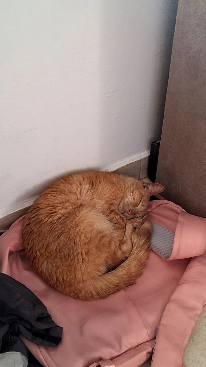 Gato raça SRD-ViraLata idade 5 anos nome Malik