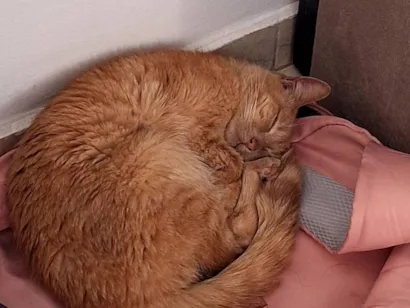 Gato raça SRD-ViraLata idade 5 anos nome Malik
