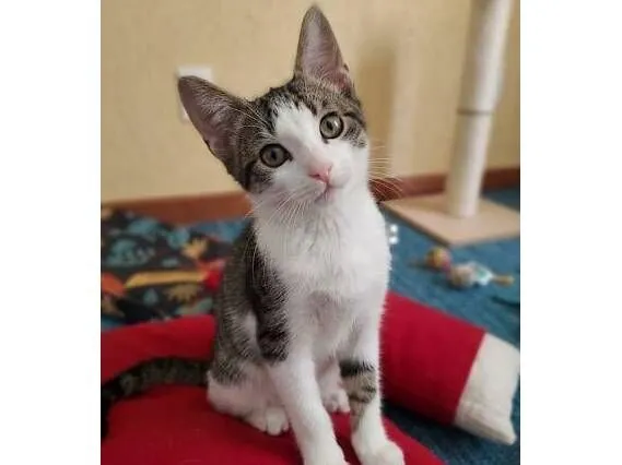 Gato raça SRD-ViraLata idade 2 a 6 meses nome Lucca