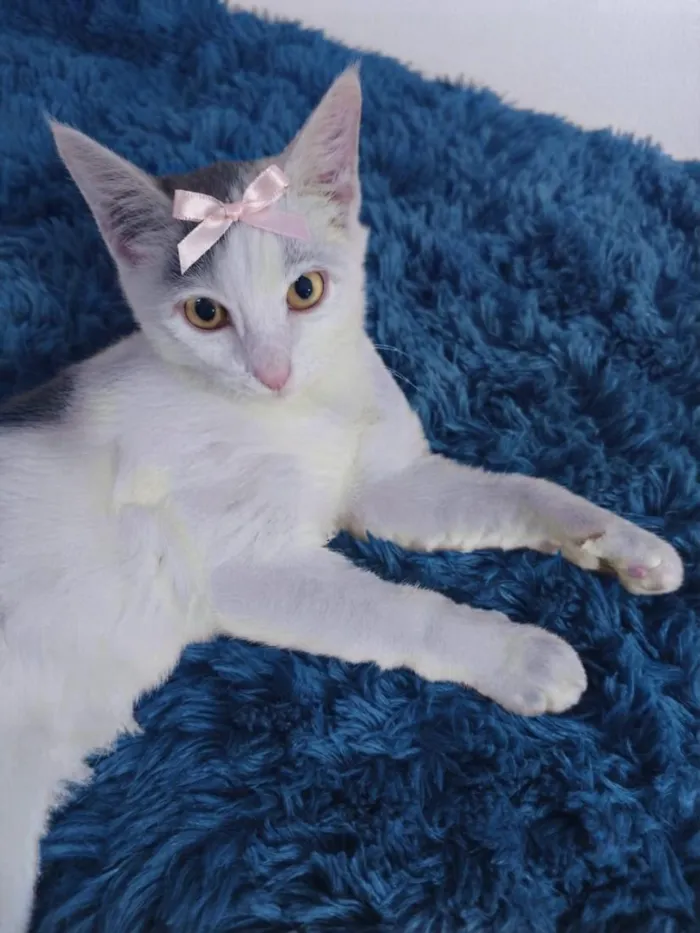 Gato raça SRD-ViraLata idade 2 a 6 meses nome Sabrina