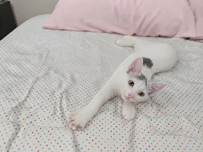 Gato raça SRD-ViraLata idade 2 a 6 meses nome Sabrina