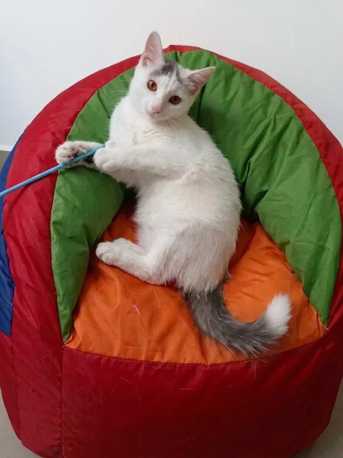 Gato raça SRD-ViraLata idade 2 a 6 meses nome Sabrina
