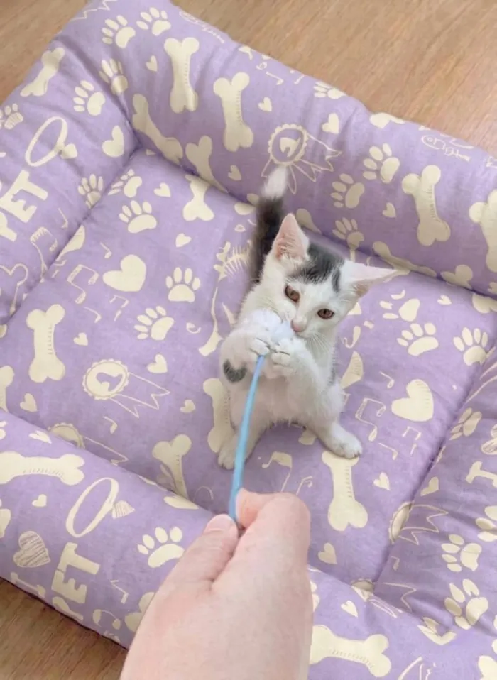 Gato raça SRD-ViraLata idade 2 a 6 meses nome Sabrina