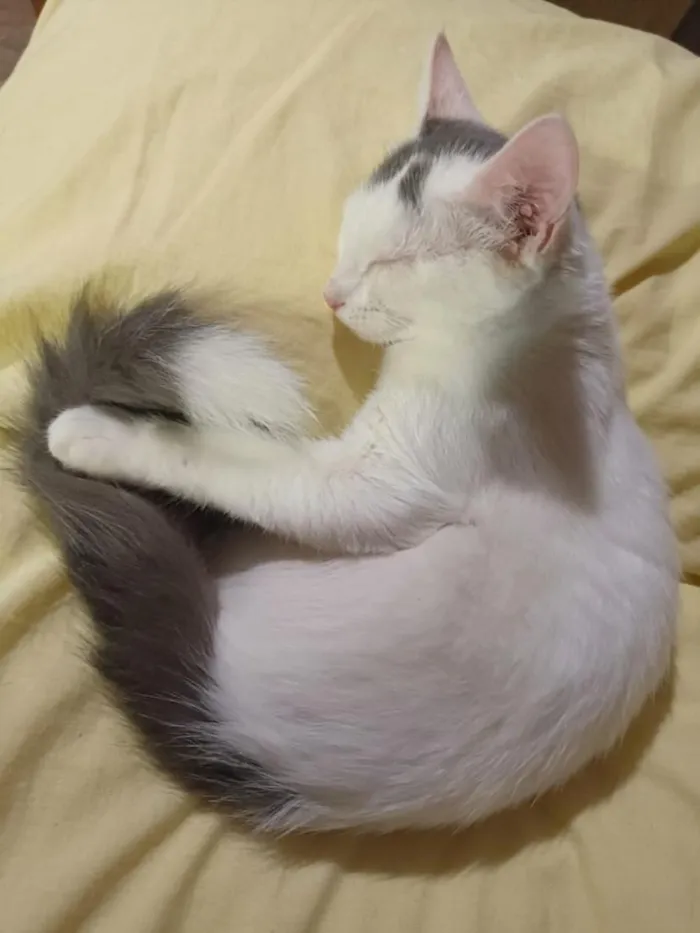 Gato raça SRD-ViraLata idade 2 a 6 meses nome Sabrina