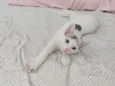 Sabrina