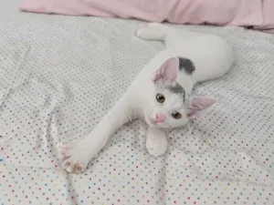 Gato raça SRD-ViraLata idade 2 a 6 meses nome Sabrina