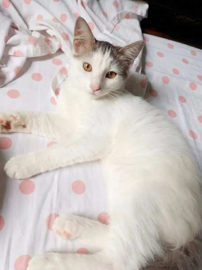 Gato raça SRD-ViraLata idade 2 a 6 meses nome Eduarda
