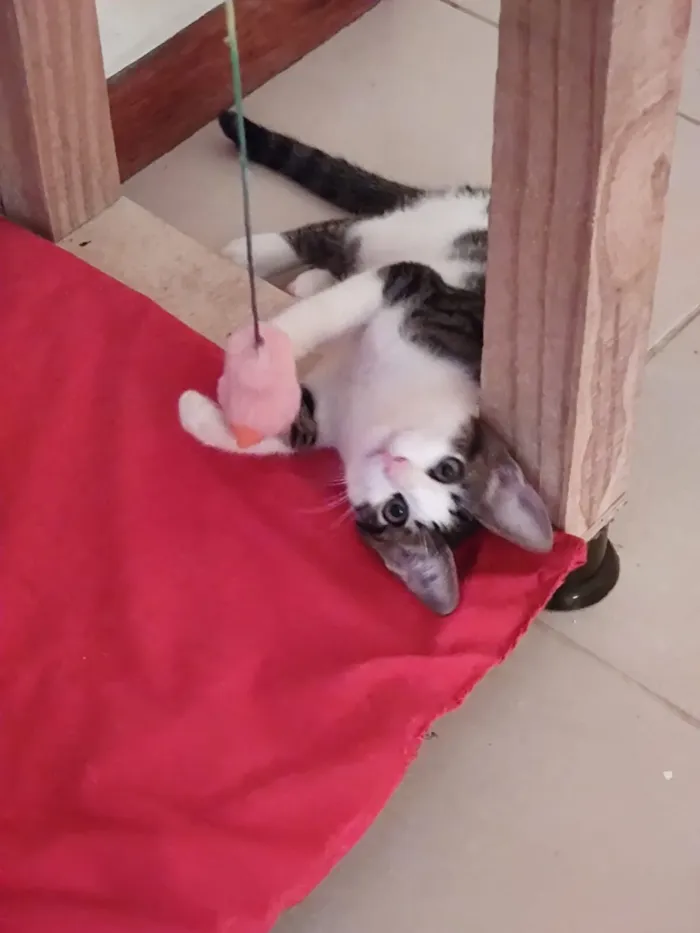 Gato raça SRD-ViraLata idade 2 a 6 meses nome Lucca