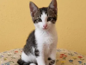Gato raça SRD-ViraLata idade 2 a 6 meses nome Lucca