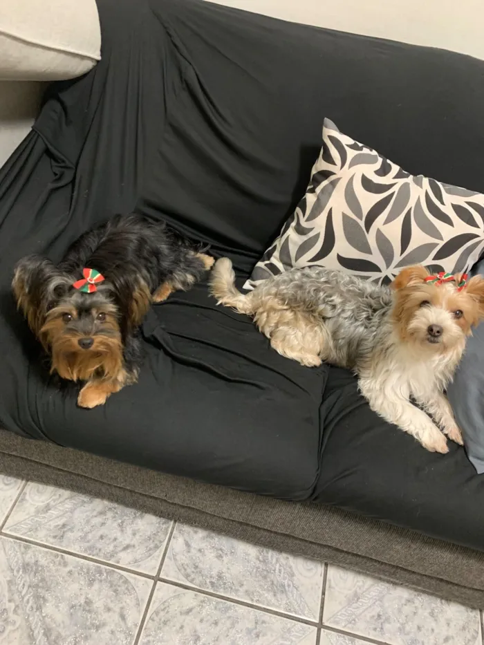 Cachorro raça Perdigueiro idade 3 anos nome Lua e Friza 