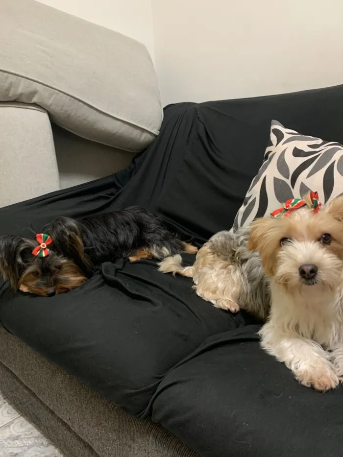 Cachorro raça Perdigueiro idade 3 anos nome Lua e Friza 