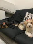 Lua e Friza