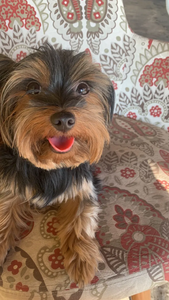 Cachorro raça Perdigueiro idade 3 anos nome Lua e Friza 