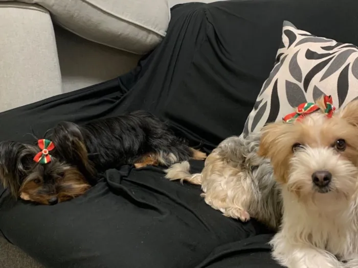 Cachorro raça Perdigueiro idade 3 anos nome Lua e Friza 