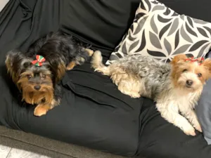 Cachorro raça Perdigueiro idade 3 anos nome Lua e Friza 