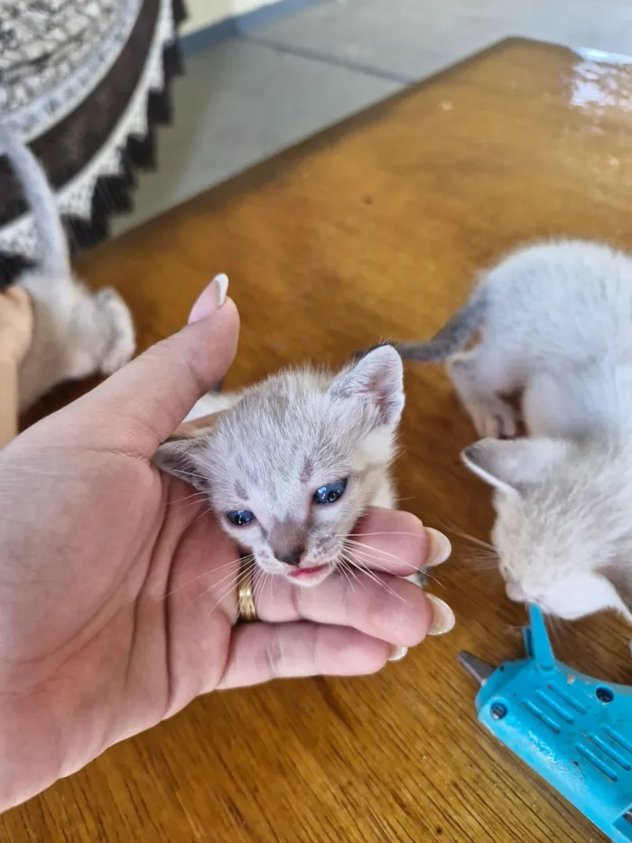 Gato raça SRD-ViraLata idade Abaixo de 2 meses nome gatinhos para adoção 