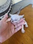 gatinhos para adoção 