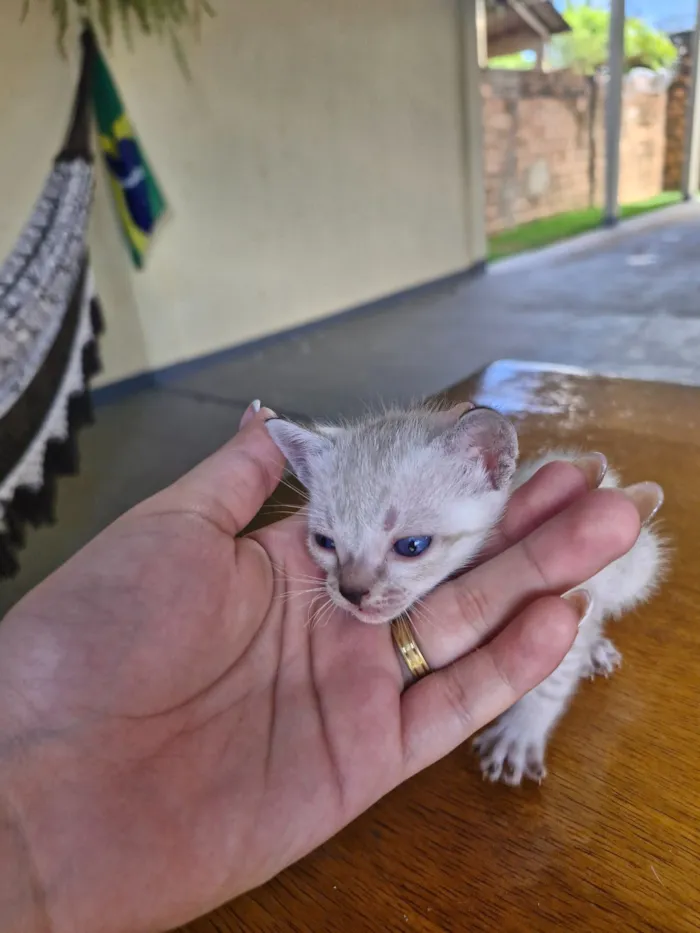 Gato raça SRD-ViraLata idade Abaixo de 2 meses nome gatinhos para adoção 