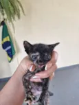 gatinhos para adoção 