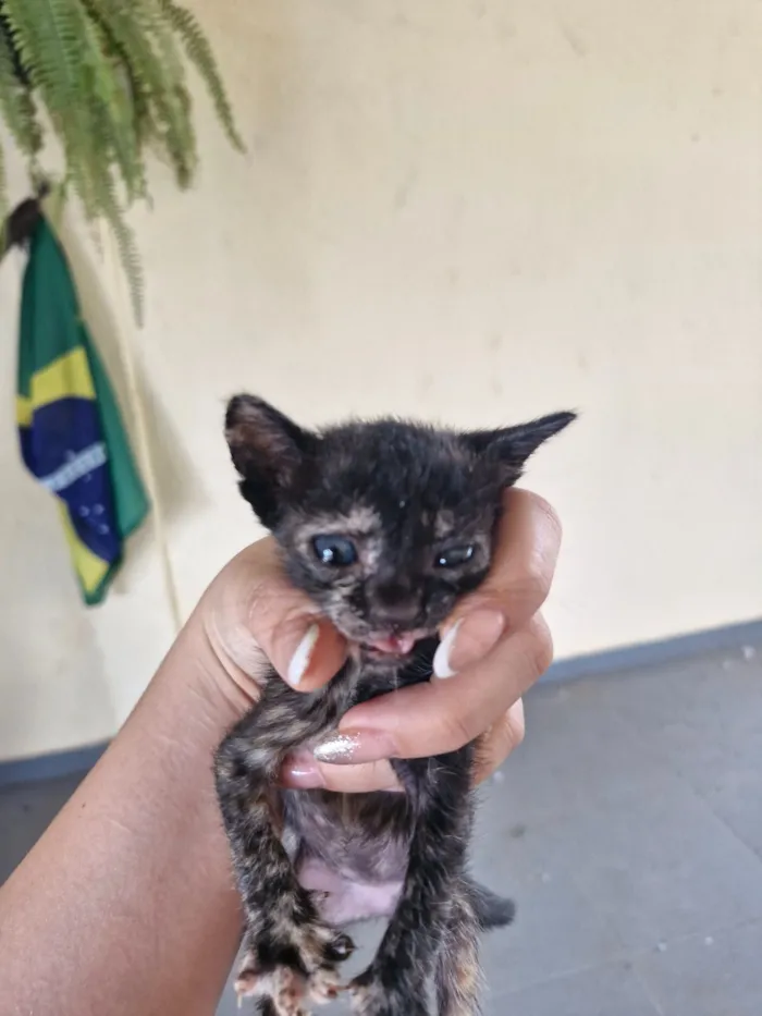 Gato raça SRD-ViraLata idade Abaixo de 2 meses nome gatinhos para adoção 
