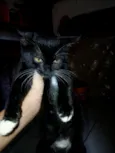 lua